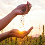 humboldt county cannabis