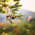 Olio Nuovo: Gold Ridge Organic Farms