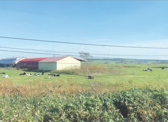 At home in Hokkaido: The North Bay’s eastern twin