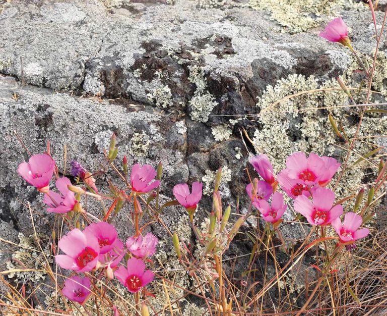 Deep Roots: Marin Chapter of the California Native Plant Society at 50