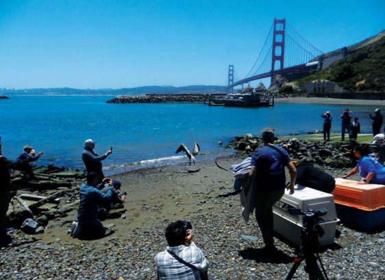 Starving brown pelicans strain wildlife rescue centers