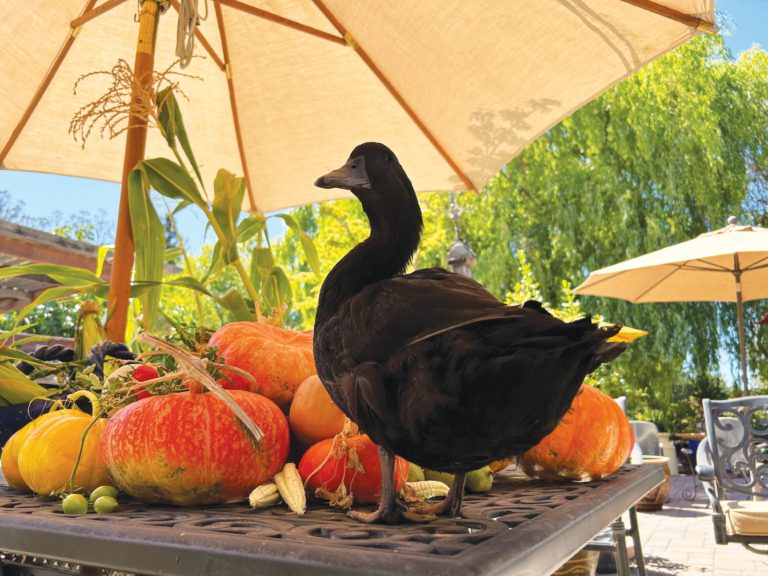 Harvest Time for a Local Couple…and Their Duck