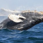 Humpback Haven: Whales Overtaking Local Shorelines