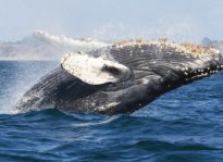 Humpback Haven: Whales Overtaking Local Shorelines