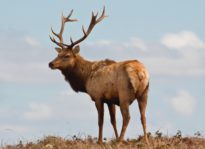 Fenced In: Federal Judge to Decide Future of Tomales Point Tule Elk Herd