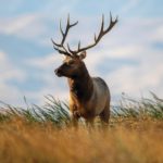 Given, Then Taken: Point Reyes Plan Ends Most Ranching at National Seashore