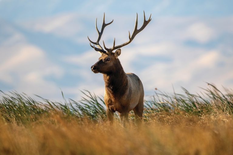 Given, Then Taken: Point Reyes Plan Ends Most Ranching at National Seashore