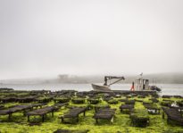 Shell Game: Hog Island, Google collab makes waves in oyster scene