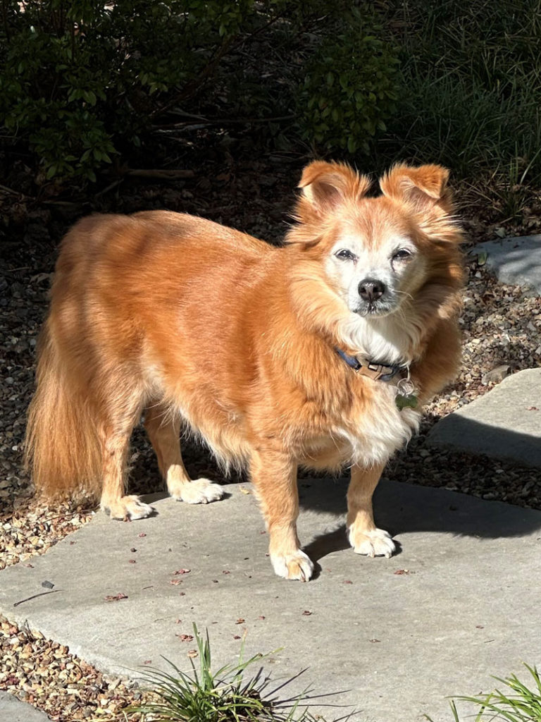 perry, best senior pet, healdsburg california