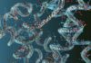 AICAR peptide and the energy metabolism of different cell types