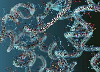 AICAR peptide and the energy metabolism of different cell types