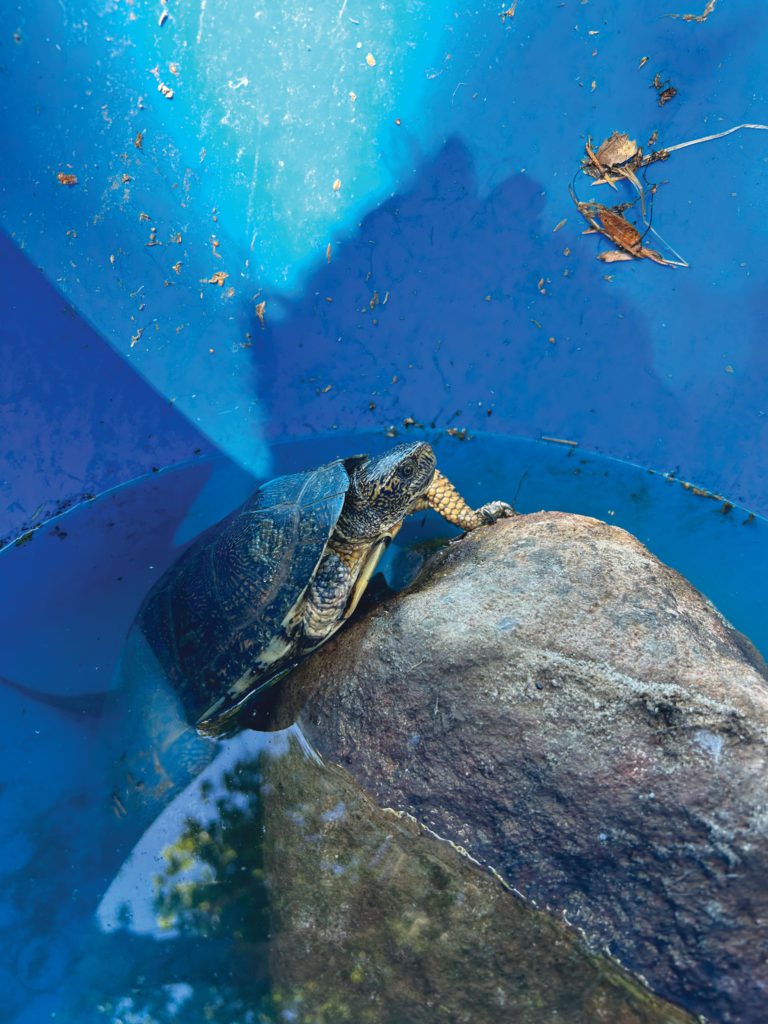 Turtle Time: How to Save an Amphibian