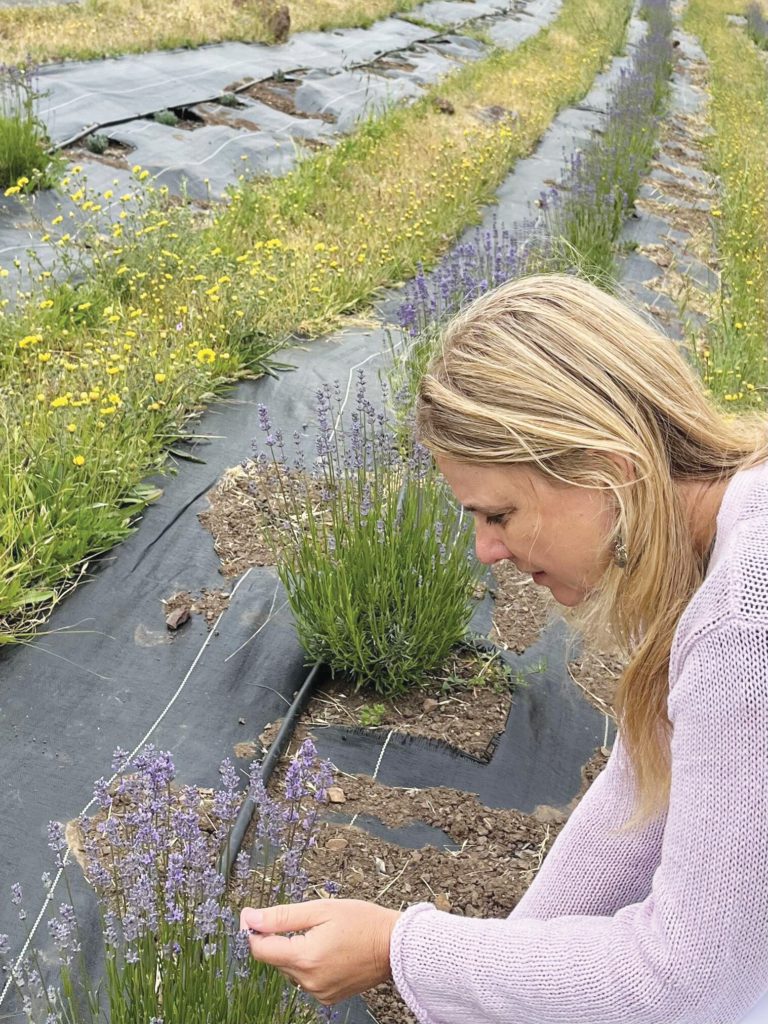 The Scent of Calm: Point Reyes Lavender Co.