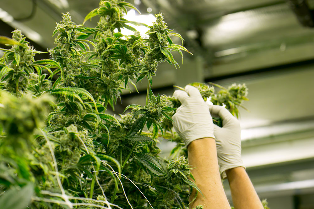 Best of Cannabis in Marin County California