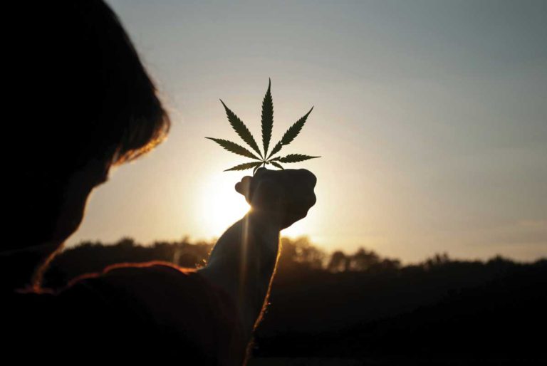 Best Attorney for When You’re in the Legal Weeds