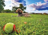 Best Way to Love a Dog in Marin