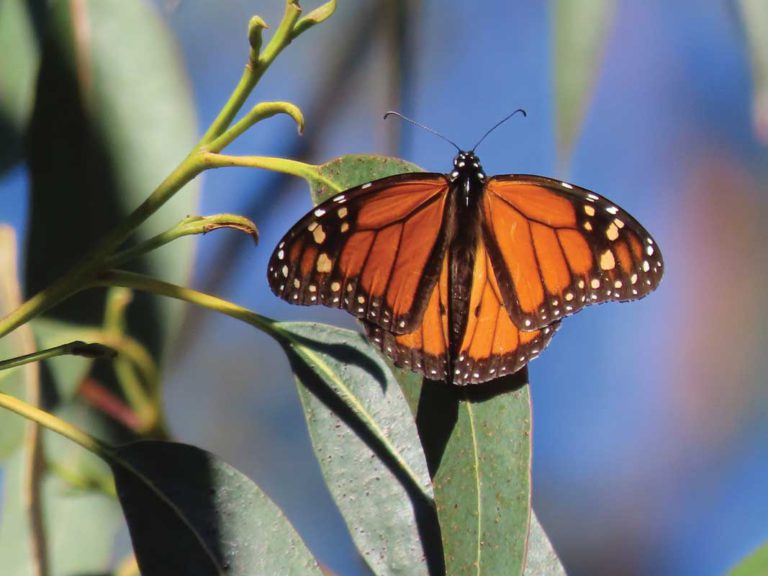 Another Silent Spring: A special report on accelerating mass extinction events