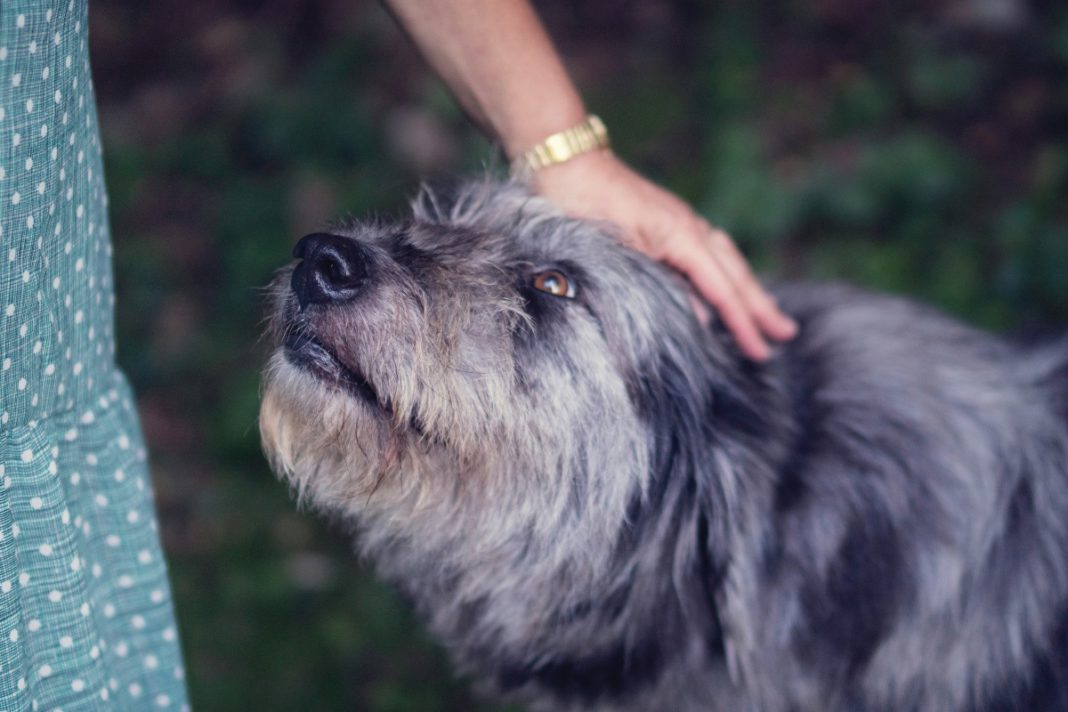 Saving Senior Dogs Week shines a spotlight on the challenges—and the charm—of older dogs in need of homes.