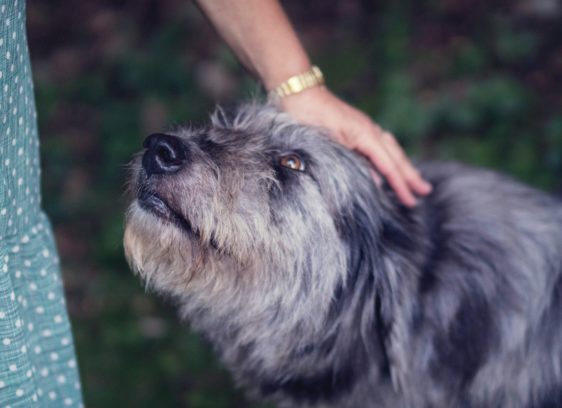 Senior Pooches, Soulful Grooves,  Irish Spirit and Death Saving Senior Dogs Week shines a spotlight on the challenges—and the charm—of older dogs in need of homes.