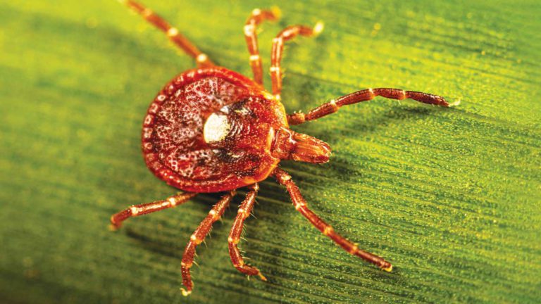 This Bites: Tick causes red meat allergy