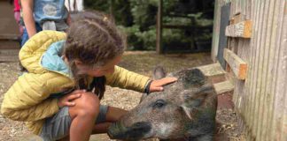 A child on an educational tour at Rancho Compasión, a farm animal sanctuary. meets a potbellied pig.