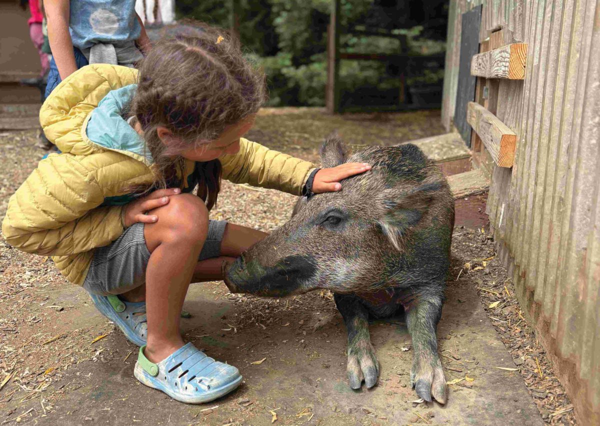 Farm Animals Get New Lease on Life at West Marin Sanctuary