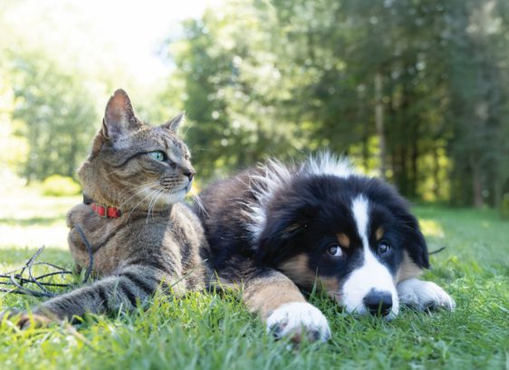 Gifts for Heavy Petters Heavy Petters