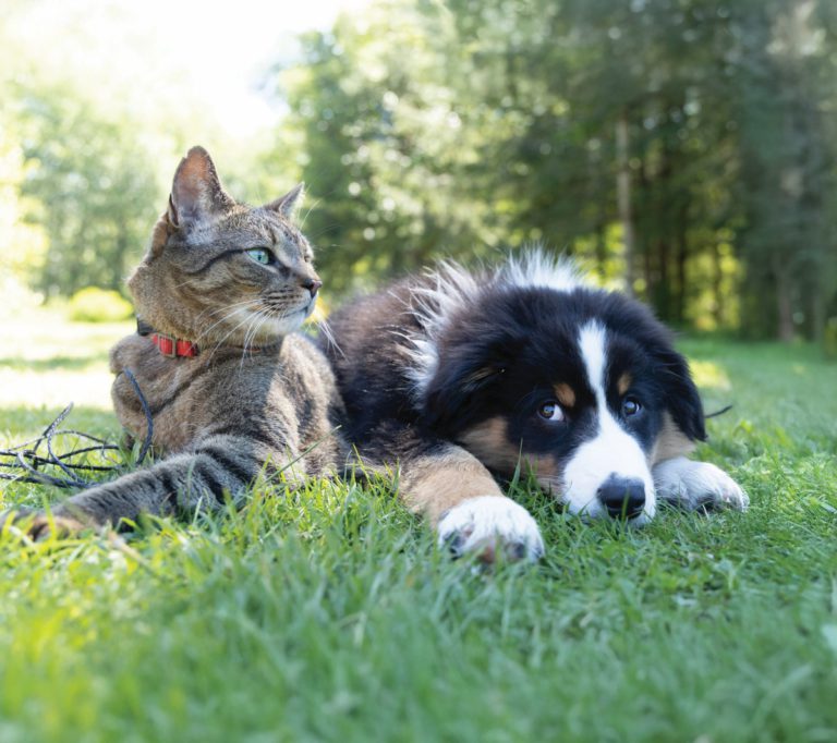 Gifts for Heavy Petters