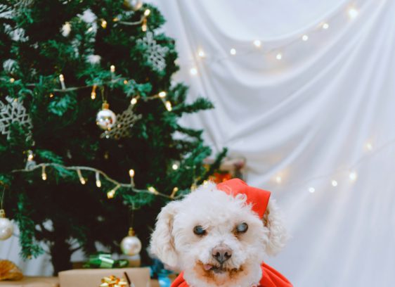 Marin Theatre presents 'The Gift of Nothing,' a play adapted from the book of the same name.