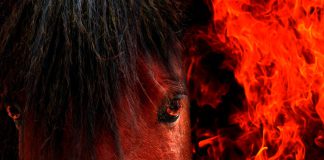 Feb. 17 ushers in the Chinese Lunar New Year, and this one is coming hot, the Year of the Fire Horse.