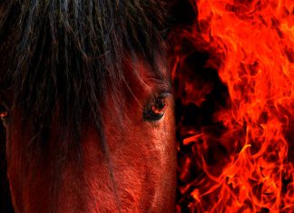 Feb. 17 ushers in the Chinese Lunar New Year, and this one is coming hot, the Year of the Fire Horse.