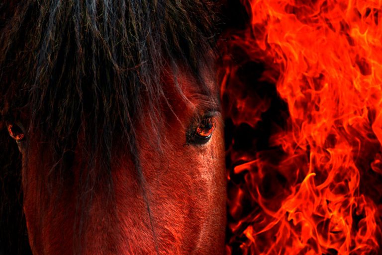Year of the Fire Horse, Chinese Lunar New Year Begins