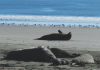 Beasts of the Pacific: Northern Elephant Seals at Home in Drakes Beach Drakes Beach has become one of the best places to see elephant seals up close in the wild.