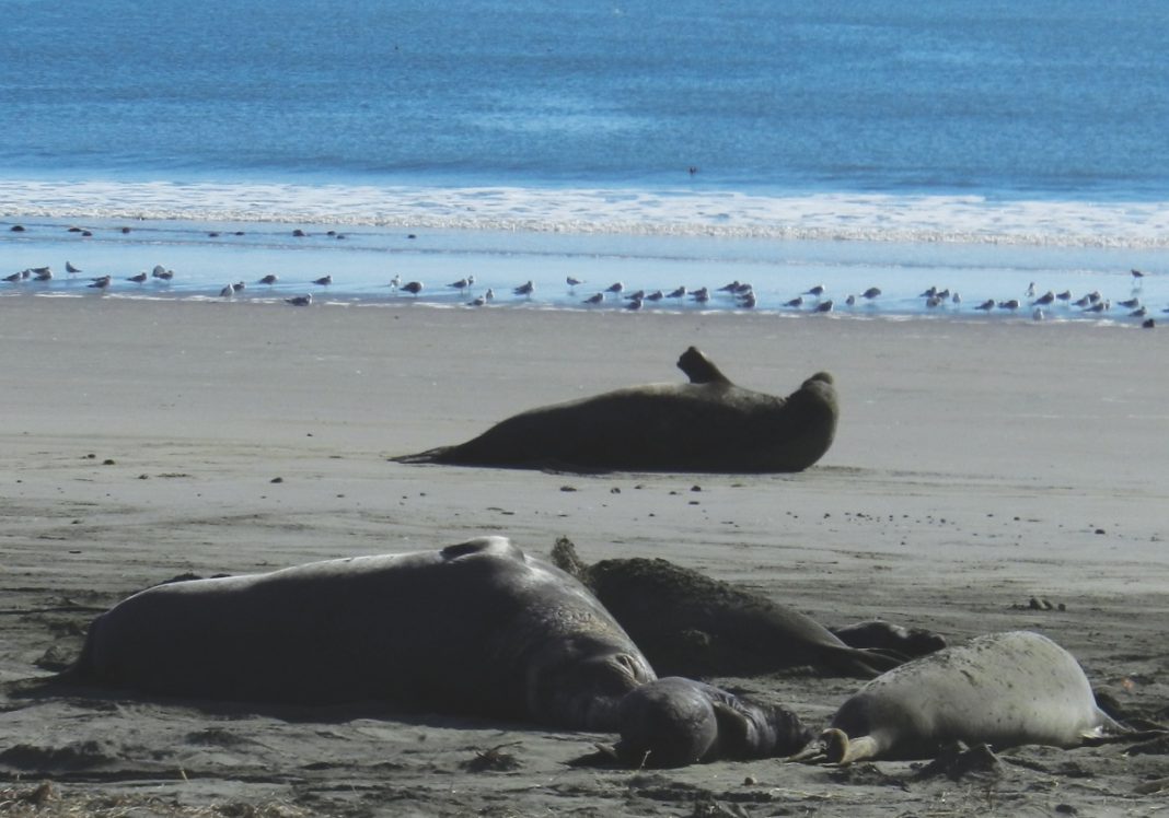 Drakes Beach has become one of the best places to see elephant seals up close in the wild.
