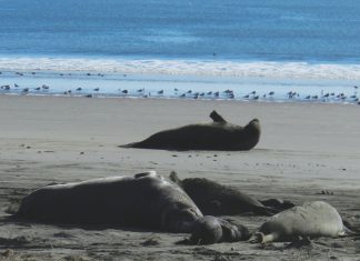 Drakes Beach has become one of the best places to see elephant seals up close in the wild.