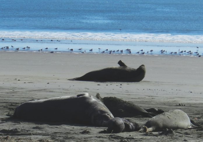 Drakes Beach has become one of the best places to see elephant seals up close in the wild.