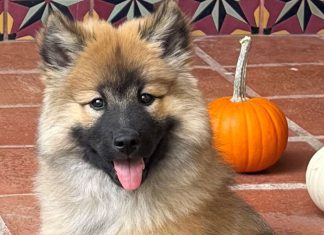 Congratulations North Bay Pet Photo Contest 2026 Winners! north bay pet photo contest