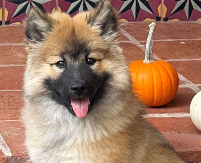 north bay pet photo contest