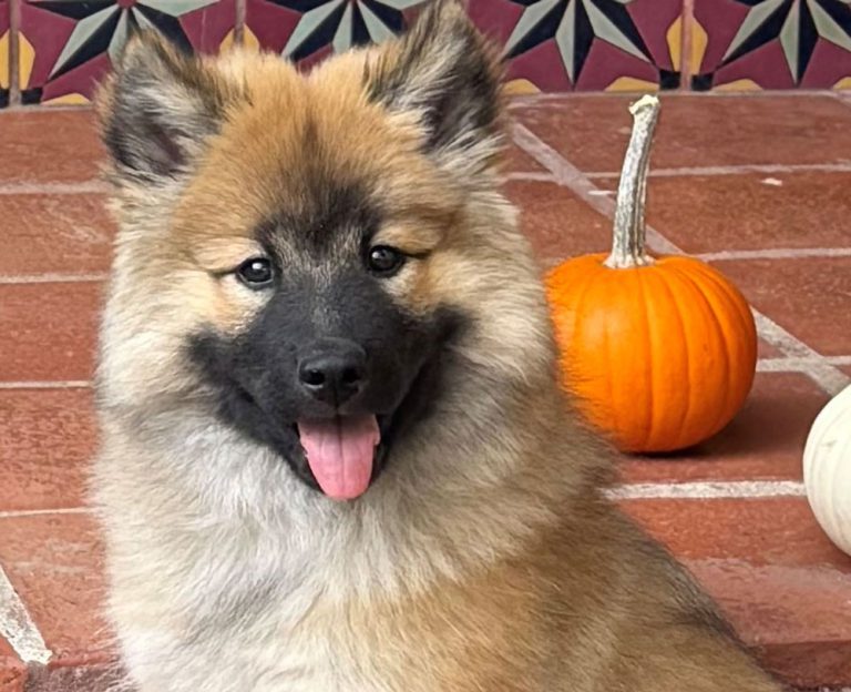 Congratulations North Bay Pet Photo Contest 2026 Winners!