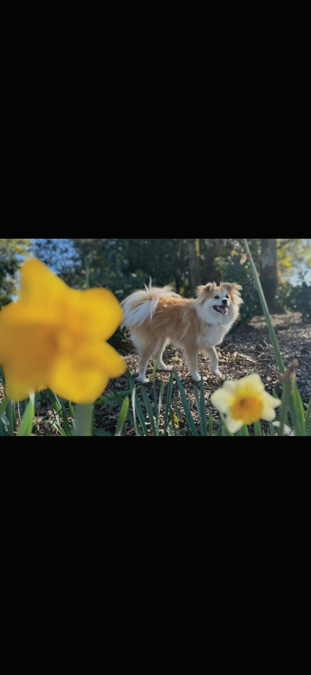 Dog-influencer Mako, the wonder pooch, has his own Instagram account.