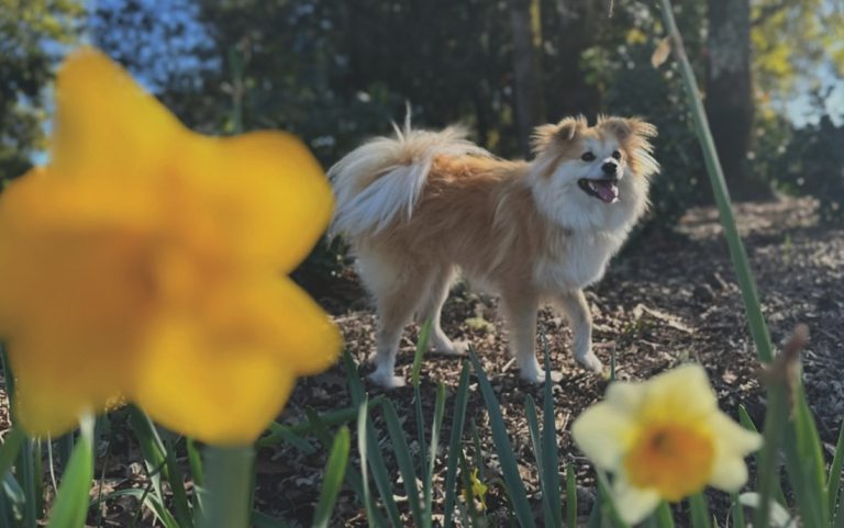 A Very Good Boy and His Human