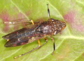 The glassy-winged sharpshooter just hitched a ride from a Fresno nursery to Costco stores across Northern California, including those in Sonoma and Marin counties.