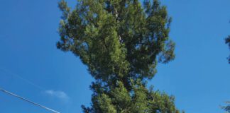 Neighbors want "Rosie," a healthy 70-year-old redwood, saved from destruction but the City of Santa Rosa claims it has damaged the sidewalk.