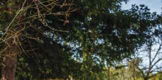 In 2025 alone, the Russian River Keepers—self-styled protectors of the river—pulled roughly half a million pounds of trash from its waters, a volume that has grown, year over year, for the past five years.