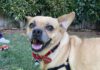 I Love Lucy: Curing My Commitment Issues A small tan dog wearing a red collar and black harness standing on grass surrounded by toys.