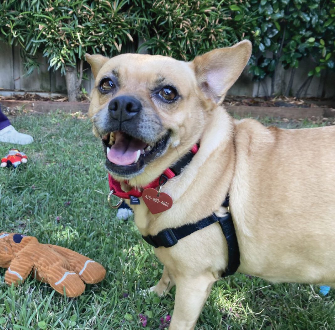 A small tan dog wearing a red collar and black harness standing on grass surrounded by toys.