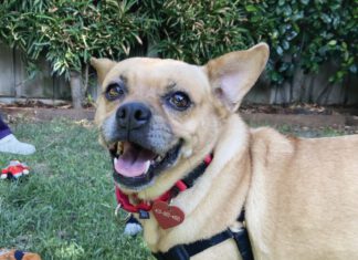 I Love Lucy: Curing My Commitment Issues A small tan dog wearing a red collar and black harness standing on grass surrounded by toys.