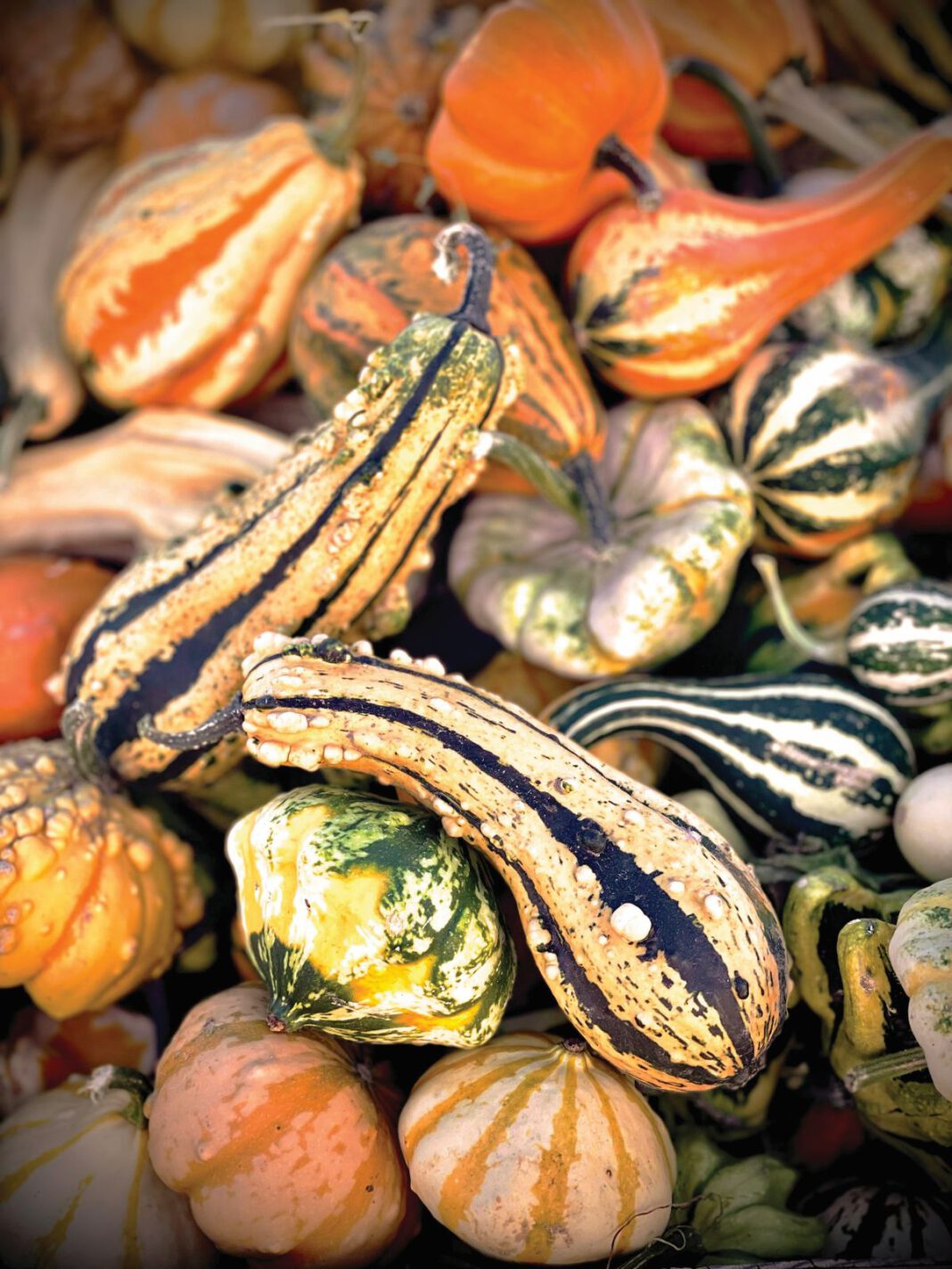 A group of ornamental gourds in various shapes, colors and textures.