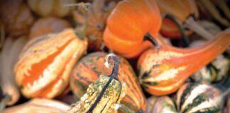 A group of ornamental gourds in various shapes, colors and textures.