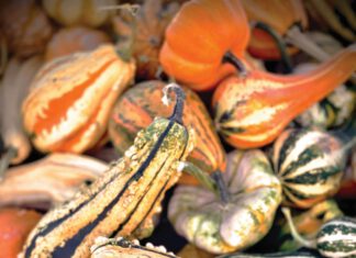Consider the Gourd, Symbol of Harvest A group of ornamental gourds in various shapes, colors and textures.